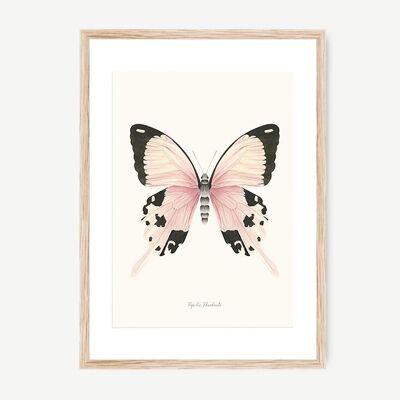 Stampa farfalla Papilio Phorbanta