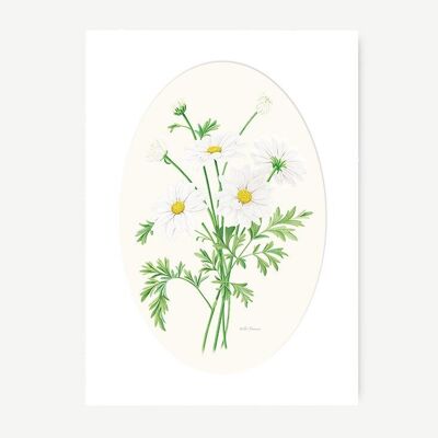 Marguerites botaniques à imprimé aquarelle