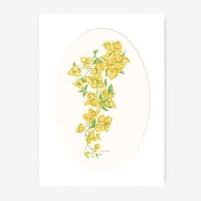 Foglio giallo di fiori di bouganville