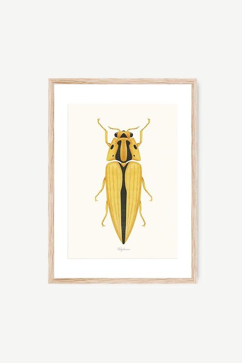 Lámina Escarabajo Polydrusus