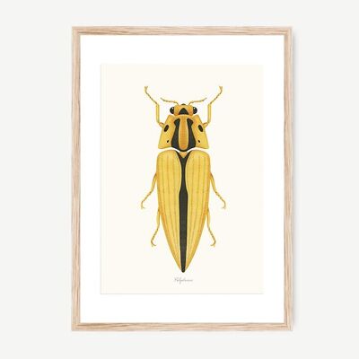Foglio dello scarabeo Polydrusus
