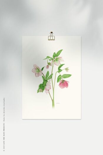 Impression aquarelle botanique Helleborus 5