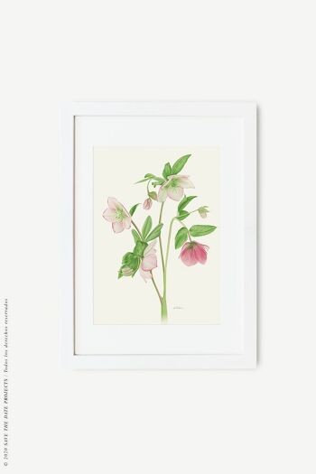 Impression aquarelle botanique Helleborus 6