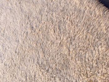 Tapis Berbere en laine de M'Rirt 251 x 335 cm 4