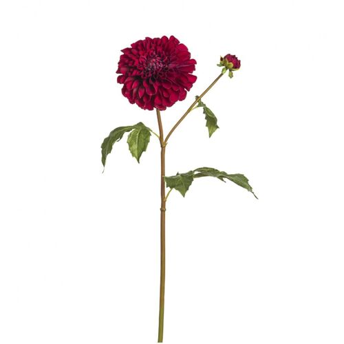 Tige de Dahlia Bonnie