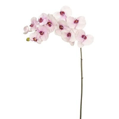 Tallo de orquídea Phalaenopsis Budy