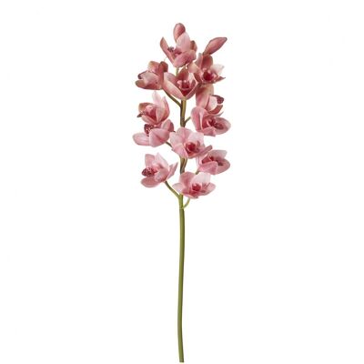 Cymbidium-Orchideenstamm