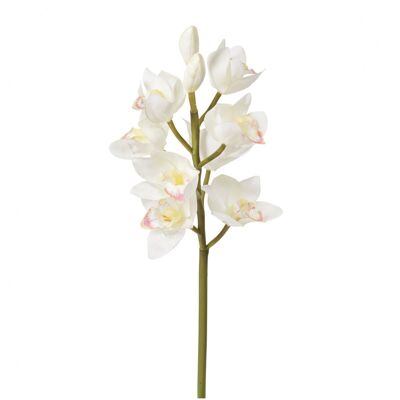 Cymbidium-Orchideenstamm