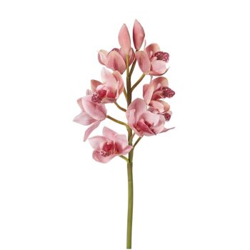 Tige d'Orchidée Cymbidium 2