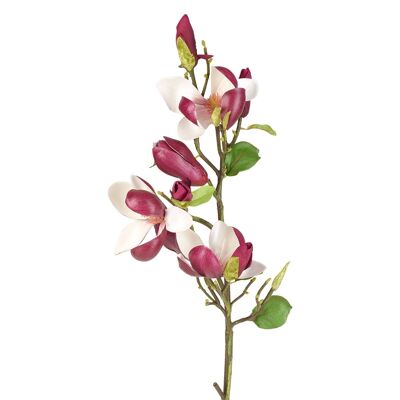 Stelo di magnolia in boccioli