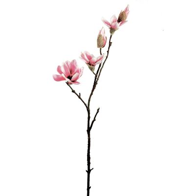 Tallo de magnolia