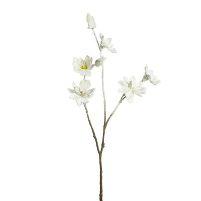 Gambo di magnolia innevato