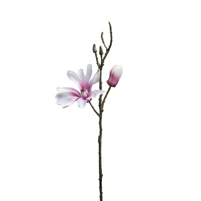 Magnolienstamm