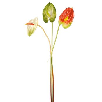 Tiges d'Anthurium 1