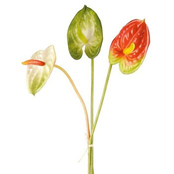 Tiges d'Anthurium 3