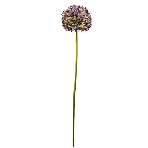 Tige d'Allium Ninon