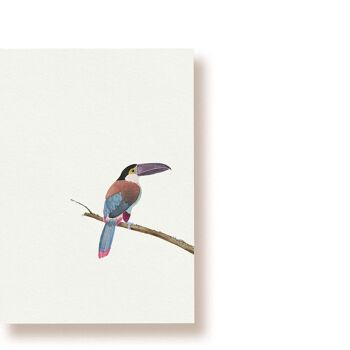 Toucan à bec noir | carte postale 1