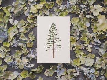 sapin | carte postale 2