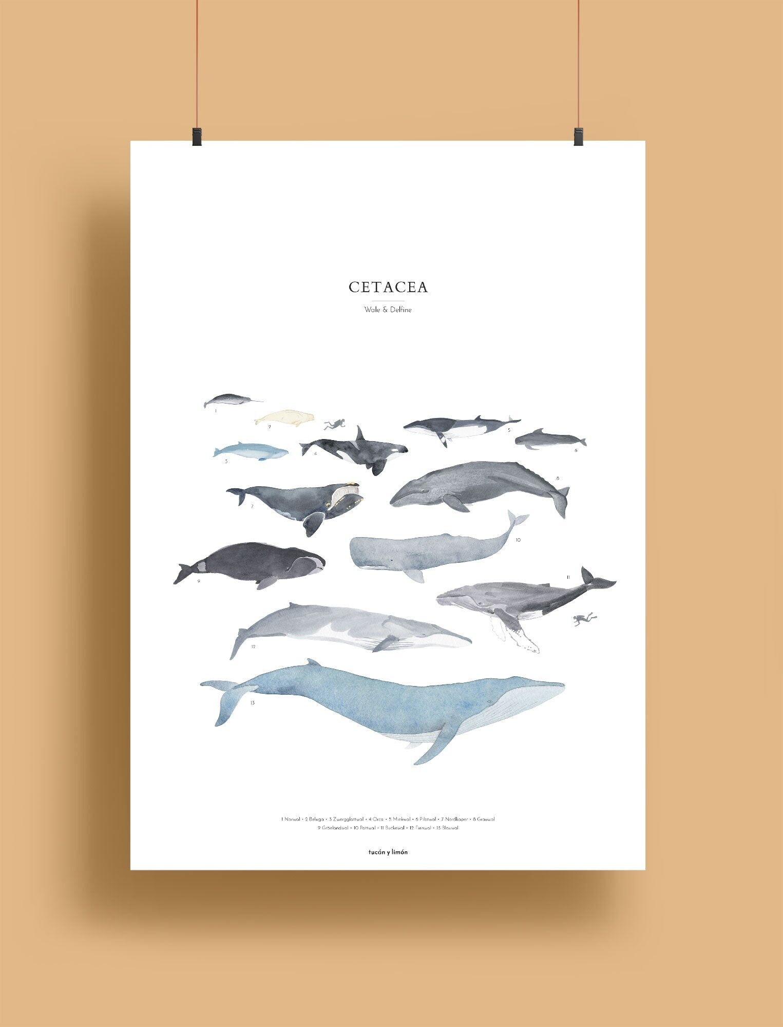 Whales - cetacea | 30x40 whale art print
