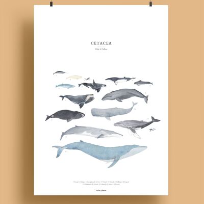 Ballenas - cetáceos | Impresión de arte de ballena 30x40