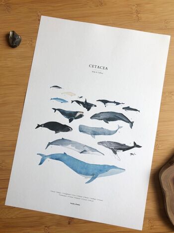 Baleines - cétacés | Tirage d'art baleine 30x40 2
