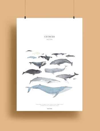 Baleines - cétacés | Impression A4 1