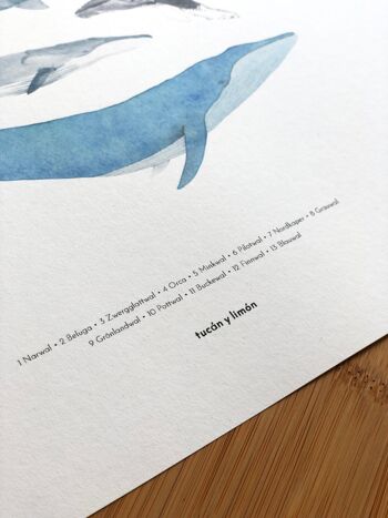 Baleines - cétacés | Impression A4 3