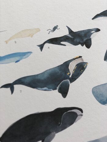 Baleines - cétacés | Impression A4 4