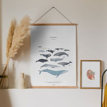 Baleines - cétacés | Impression A4 5