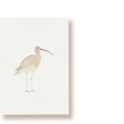 Großer Brachvogel | Postkarte