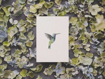 Colibri | carte postale 2