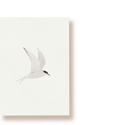Sterna artica | cartolina