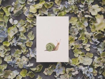 escargot | carte postale 2
