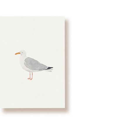 Silbermöwe | Postkarte