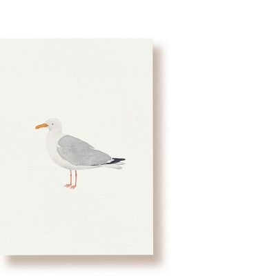 Gabbiano reale | cartolina