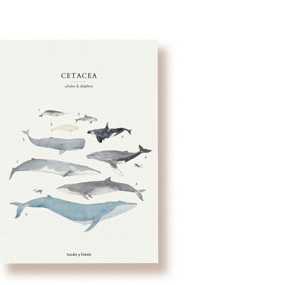 Ballenas y Delfines | tarjeta postal