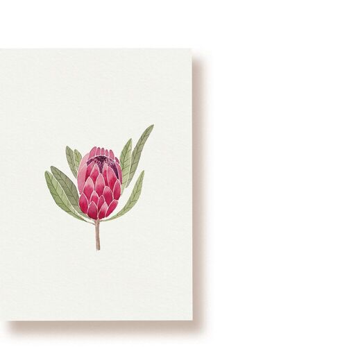 Protea | Postkarte