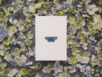 Papillon de feu irisé bleu | carte postale 2