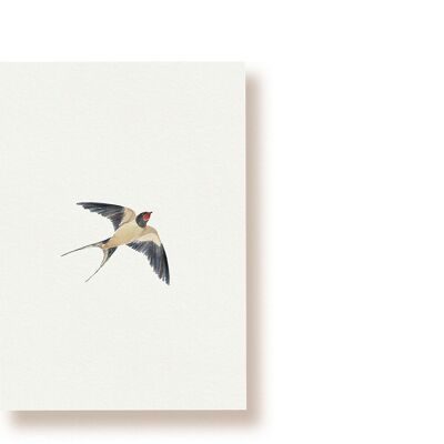 Hirondelle rustique | carte postale