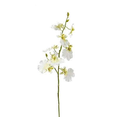 Stelo dell'orchidea Oncidium