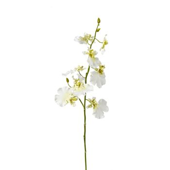 Tige d'Orchidée Oncidium 1
