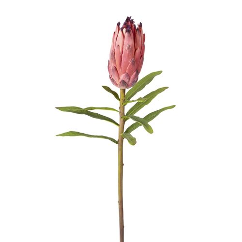 Tige de Protea Bud