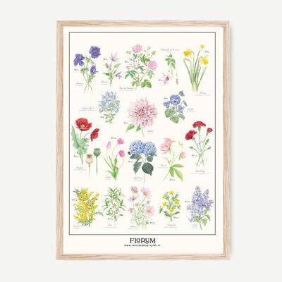 Póster Florum & Aromáticas