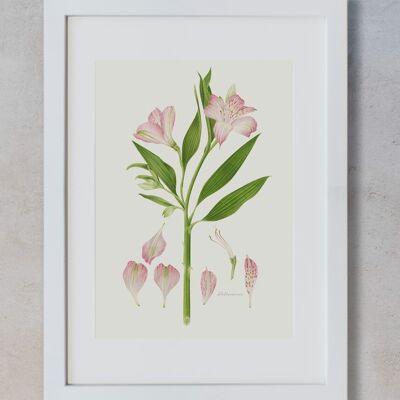 Dibujo Botánico - Alstroemeria