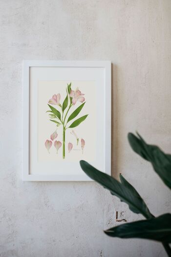 Dessin Botanique - Alstroemeria 7