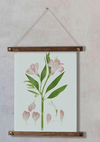 Dessin Botanique - Alstroemeria 14