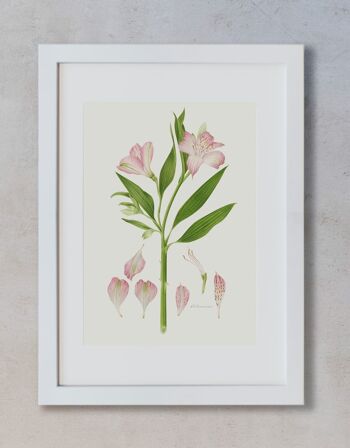 Dessin Botanique - Alstroemeria 16