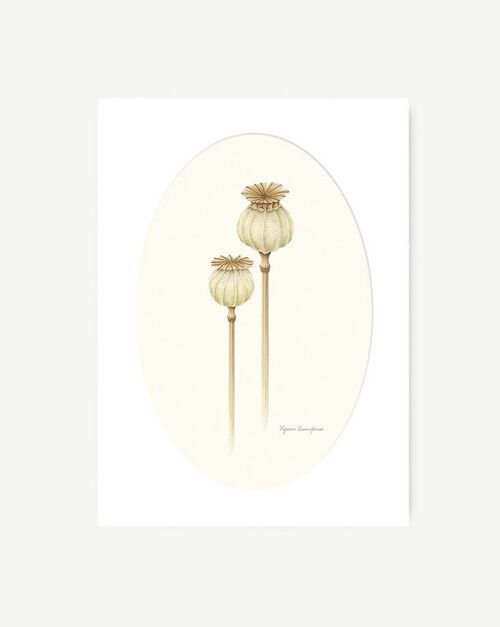 Dibujo Acuarela Botánica - Papaver Amapola