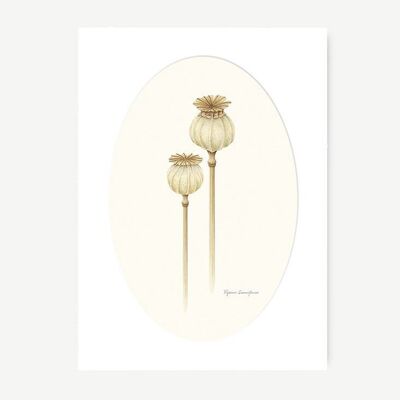 Botanische Aquarellzeichnung - Papaver-Mohnblume