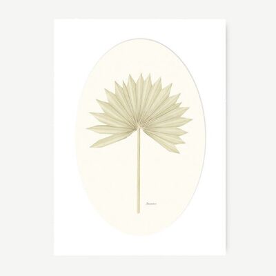 Dibujo Acuarela Palmera Borassus